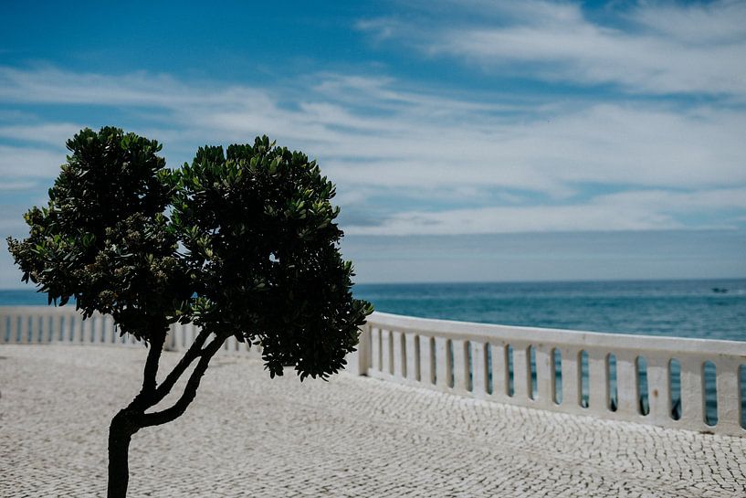 Travel photography | Olive tree | Botanical picture | Green by AIM52 Shop