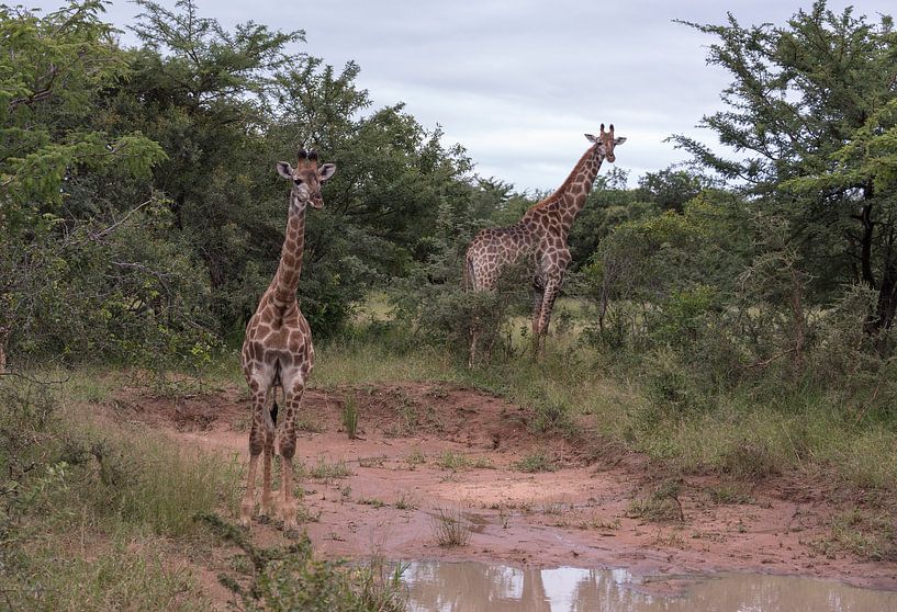 twee giraffen tijdens een safari par ChrisWillemsen