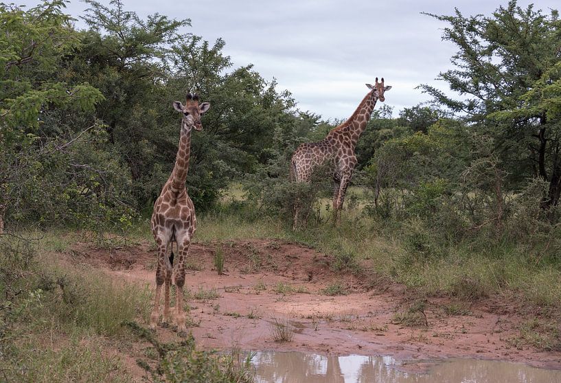 twee giraffen tijdens een safari van ChrisWillemsen