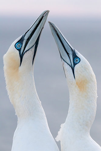 Gannets