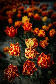 Tulips as flames by D Living Notebook