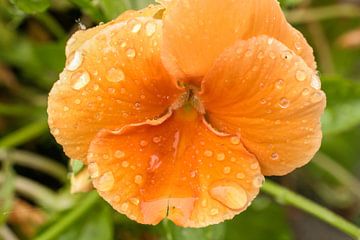 Oranjebloem van Eddy Horsting