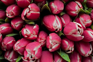 Tulipes sur Herwin van Rijn