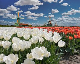 De molens van de Zaanse Schans, witte en rode tulpen van Rene van der Meer
