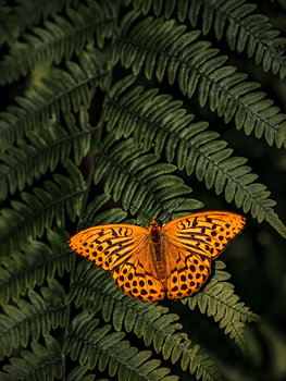 Der orange Schmetterling