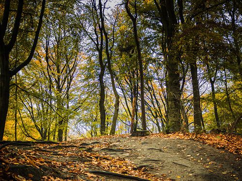 Autumn forrest at Devilshill