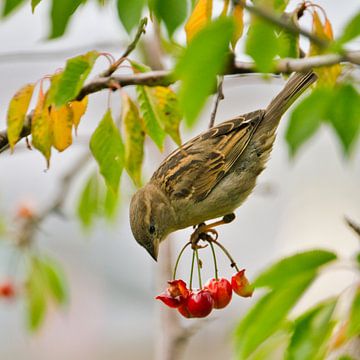 sparrow has a feast by Miny'S