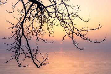 Sonnenuntergang mit Ast am Bodensee von Dieter Walther
