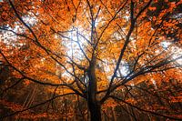 Herbst Traumzauberbaum