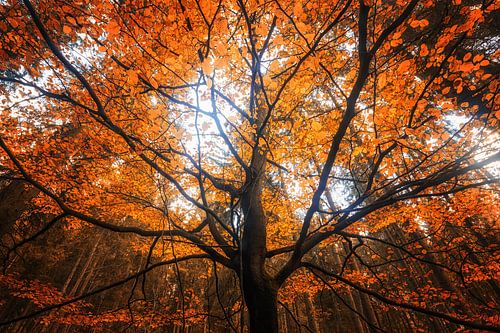Herbst Traumzauberbaum