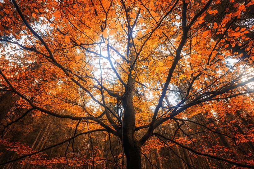 Herbst Traumzauberbaum von Oliver Henze