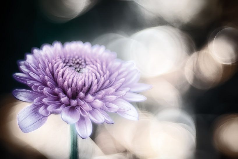 Aster in fairyland by Nicc Koch
