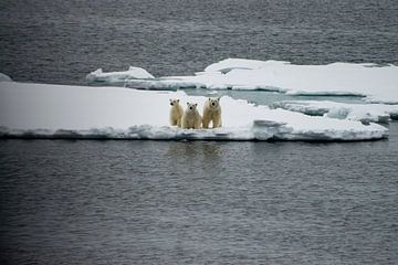 Der Eisbär von Merijn Loch