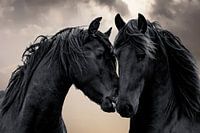 Frysian Horses