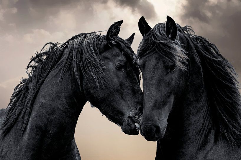 Frysian Horses by Gert Hilbink