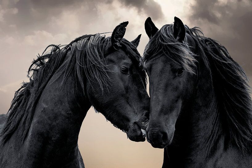 Friese Paarden van Gert Hilbink