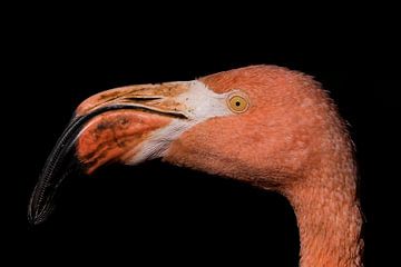 Flamingo van Eric Vink