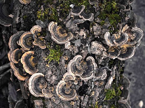 Bancs d'elfes sur un arbre