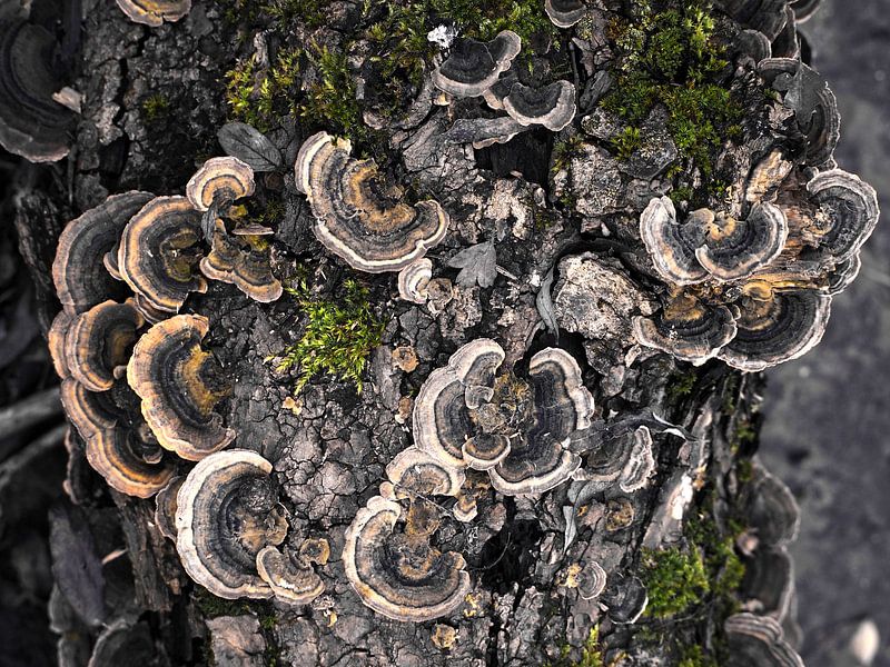 Elfen Bänke auf Baum von Moniek Op den Camp