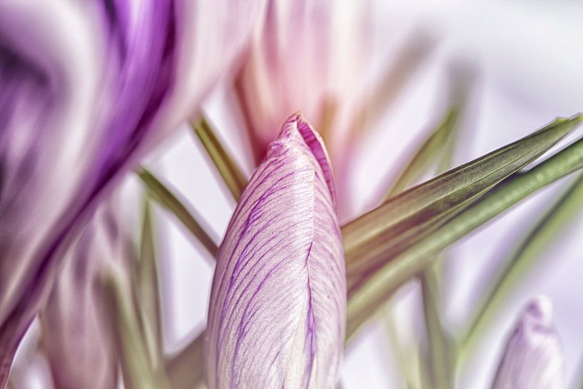 Baiser, baiser, crocus par Petra Dreiling-Schewe