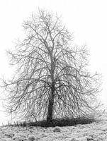 Tree in the fog