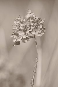 Verwelkte hydrangea_004, Takashi Suzuki von 1x