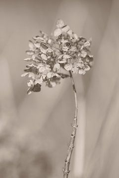 Withered hydrangea_004, Takashi Suzuki by 1x