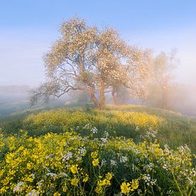 Dutch spring image 2 by Thijs Friederich