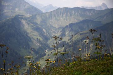 Alpine panorama with herbs