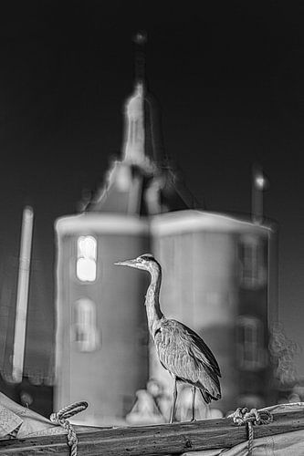 Héron se reposant sur un voilier dans le port d'Enkhuizen en noir et blanc