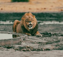 Lion in Namibia, Africa by Patrick Groß