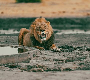 Löwe in Namibia, Afrika von Patrick Groß