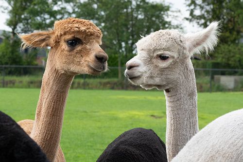 Alpaga's face à face