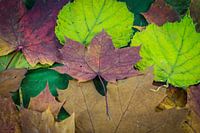 Herbstlaub