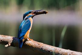 Ijsvogel van Gerwin Hoogsteen
