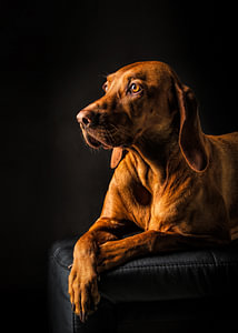 Porträtfoto eines braunen Vizsla-Hundes