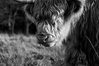 Schotse hooglander in zwart-wit