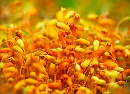 Hectic... (Orange moss)