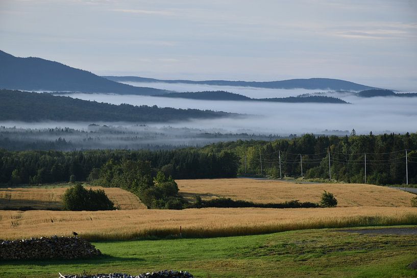 A field of oats in autumn by Claude Laprise