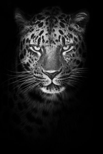 Severe minimalistic portrait of a mustachioed cold leopard who strictly looks out of the night, blac by Michael Semenov