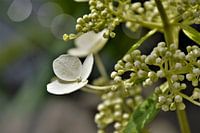 Witte Hortensia met Bokeh