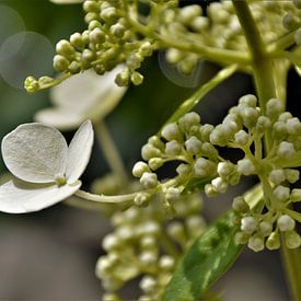 Witte Hortensia met Bokeh by DoDiLa Foto's