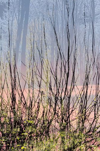 Eine ungewöhnliche Mischung aus Ästen und Bäumen