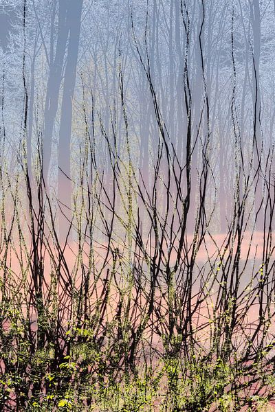 An unusual mix of branches and trees by Lisette Rijkers