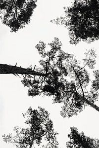 Trees - Black-White Print