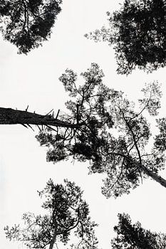 Bomen - Zwart-Wit Print