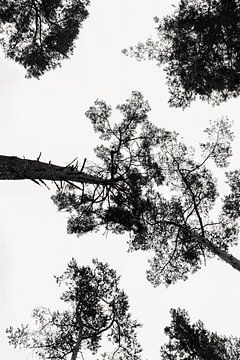 Bomen - Zwart-Wit Print van MDRN HOME