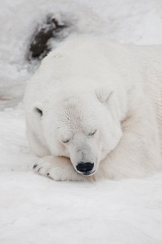 Comfort in de koude, rustgevende slaap Krachtige roofdier-ijsbeer ligt in de sneeuw, close-up