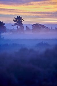 Zonsopkomst in de Loonse en Drunense Duinen van Kneeke .com