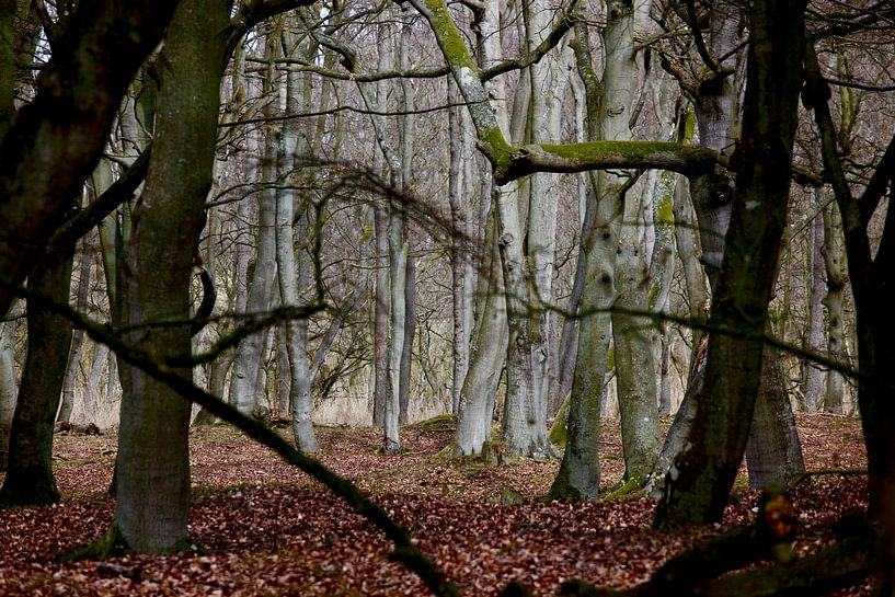 Wald im Winter von Thomas Jäger